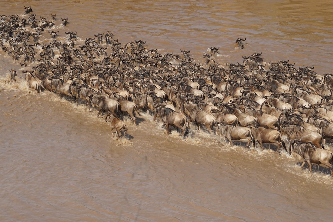 Światowe migracje zwierząt: niesamowite zjawiska